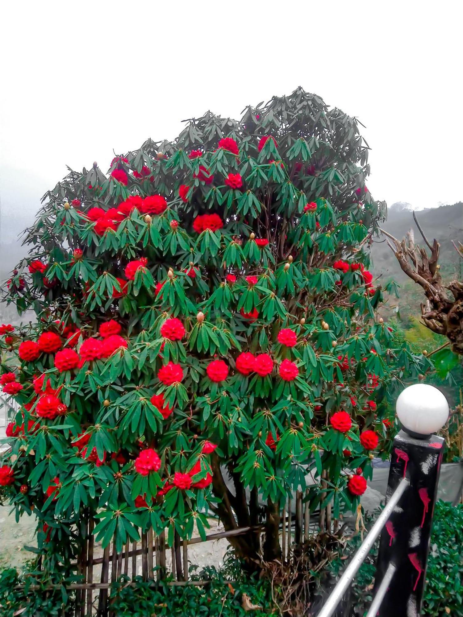 The Himalayan Resort Ravangla المظهر الخارجي الصورة